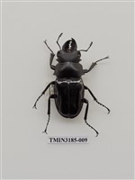 藏品(鬼艷鍬形蟲)的圖片